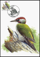 CM/MK - 2778° - Pic Vert / Groene Specht / Specht / Woodpecker / Picus Viridis - Malmedy - 08-08-1998 - BUZIN - Climbing Birds