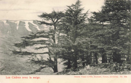 LIBAN - Cèdres Avec La Neige  -  Carte Postale Ancienne - Liban