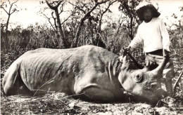 CAMEROUN - Rhinocéros Tué -  Carte Postale Ancienne - Camerun