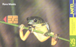 Uruguay:Used Phonecard, Antel, 25 $, Frog, Rana Monito, 2000 - Uruguay