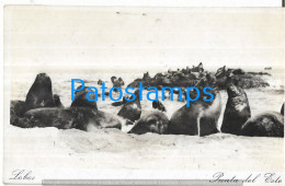 213844 URUGUAY PUNTA DEL ESTE LOBOS MARINOS SEAL WOLVES POSTAL POSTCARD - Uruguay