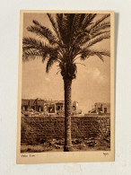 JUDAICA PALESTINE / ISRAEL RARE POSTCARD PALM TREE #6 HEFNER ַ& BERGER CRACOW 1935' - Palestine