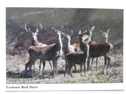 Exmoor Red Deer - Neushoorn