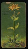 Côte D'Or - Botanica - 1954 - 1 - Arnica Montana, Arnique Des Montagnes, Berg Arnica - Côte D'Or