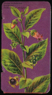 Côte D'Or - Botanica - 1954 - 2 - Atropa Belladonna, Belladone, Deadly Nightshade - Côte D'Or