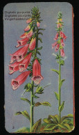 Côte D'Or - Botanica - 1954 - 3 - Digitalis Purpurea, Digitales, Vingerhoedskruid - Côte D'Or