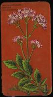 Côte D'Or - Botanica - 1954 - 4 - Valeriana Officinales, Valeriane, Valerian - Côte D'Or