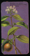 Côte D'Or - Botanica - 1954 - 8 - Strychnos Nux-vomica, Braaknoteboom, Strychnine Tree, Le Vomiquier - Côte D'Or