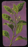 Côte D'Or - Botanica - 1954 - 9 - Cinnamomum Camphora, Camphrier, Kamferboom, Camphor Tree - Côte D'Or