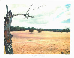 Photo  -  Reproduction -  Le Désert D'Ermenonville (OIse) - Europe