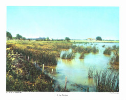 Photo  -  Reproduction -  Les Dombes - Europa