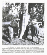 Photo  -  Reproduction -  Maroc -  La Récolte Du Liège Dans La Forêt De La Mamora - Afrika