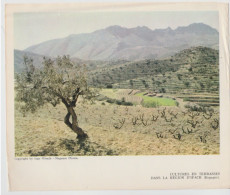 Photo  -  Reproduction -   Cultures En Terrasses Dans La Région D'IFach (Espagne) - Europe