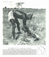 Photo  -  Reproduction -  Soudan - Agriculteur - Afrique