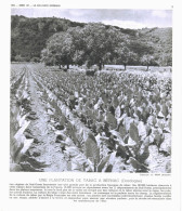 Photo  -  Reproduction - Plantation De Tabac à Beynac Dordogne - Europe