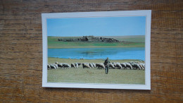 Mongolie Extérirure , La Steppe "" Carte Animée Berger Et Ses Moutons "" - Mongolia