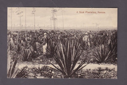 Bahamas - Nassau -  A Sisal Plantation  ( Agave Sisalana 57079) - Bahama's