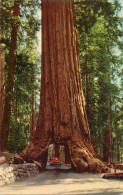 USA Yosemite National Park CA Mariposa Grove "Wawona Tunnel Tree" - Yosemite