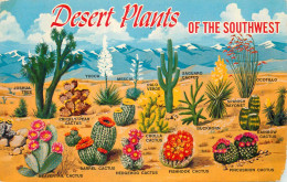 USA Desert Plants Of The Southwest - Cactusses