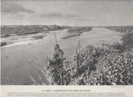 Photo  -  Reproduction -  La Loire à Champtoceaux En Amont De Nantes - Europe