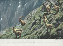 Photo  -  Reproduction - Harde De Bouquetins Dans Le Valais - Suisse - Europa