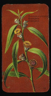 Côte D'Or - Botanica - 1954 - 10 - Eucalyptus - Côte D'Or