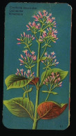 Côte D'Or - Botanica - 1954 - 11 - Cinchona, Quinquina, Kinaboom - Côte D'Or