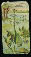 Côte D'Or - Botanica - 1954 - 19 - Alisma Plantago, Plantin D'eau, Fluteau, Waterweegbree - Côte D'Or