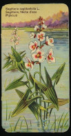 Côte D'Or - Botanica - 1954 - 20 - Sagittaria, Sagitaire, Pijlkruid - Côte D'Or