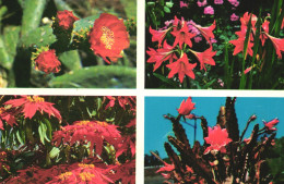 POSTCARD, FLOWERS, CACTUSSES, TENERIFE, CANARY ISLANDS - Cactussen