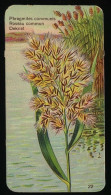 Côte D'Or - Botanica - 1954 - 22 - Phragmites Communis, Roseau Commun, Dekriet - Côte D'Or