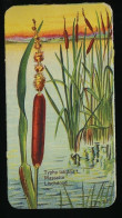Côte D'Or - Botanica - 1954 - 23 - Typha, Massette, Lieschdood, Lisdodde, Cattail - Côte D'Or
