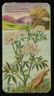 Côte D'Or - Botanica - 1954 - 24 - Cicuta, Cique Vireuse Aquatique, Vergiftige Waterscheerling - Côte D'Or