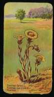 Côte D'Or - Botanica - 1954 - 25 - Tussilago Farfara, Klein Hoefblad - Côte D'Or