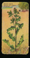 Côte D'Or - Botanica - 1954 - 26 - Senecio, Senecon Des Oiseaux, Kruiskruid - Côte D'Or