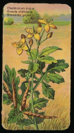 Côte D'Or - Botanica - 1954 - 27 - Chelidonium, Grande Chélidoine, Stinkende Gouwe - Côte D'Or
