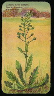 Côte D'Or - Botanica - 1954 - 28 - Capsella Bursa Pastoris, Bourse à Pasteur, Herderstasjes - Côte D'Or