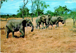 Mikumi Game Park - Elephant - Animals - 135 - 1972 - Tanzania - Used - Tanzania