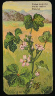 Côte D'Or - Botanica - 1954 - 30 - Malva, Petite Mauve, Maluwe - Côte D'Or