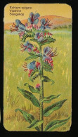 Côte D'Or - Botanica - 1954 - 31 - Echium Vulgare, Vipérine, Slangekop - Côte D'Or