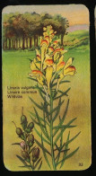 Côte D'Or - Botanica - 1954 - 33 - Linaria, Linaire, Wildvlas, Vlas - Côte D'Or