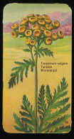 Côte D'Or - Botanica - 1954 - 35 - Tanacetum, Tanaisie, Wormkruid - Côte D'Or