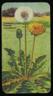Côte D'Or - Botanica - 1954 - 38 - Taraxacum, Pissenlit, Pissenbloem, Paardebloem - Côte D'Or