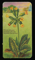 Côte D'Or - Botanica - 1954 - 39 - Primula, Primevère, Sleutelbloem - Côte D'Or