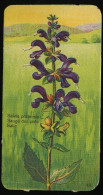 Côte D'Or - Botanica - 1954 - 43 - Salvia, Sauge Des Prés, Salie - Côte D'Or