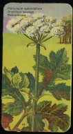 Côte D'Or - Botanica - 1954 - 44 - Heracleum, Angélique Sauvage, Berenklauw - Côte D'Or