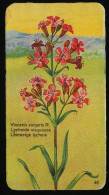 Côte D'Or - Botanica - 1954 - 46 - Viscaria, Lychnide, Lychnie - Côte D'Or