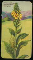 Côte D'Or - Botanica - 1954 - 47 - Verbascum, Bouillon Blanc, Koningskaars - Côte D'Or