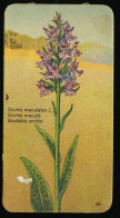Côte D'Or - Botanica - 1954 - 48 - Orchis Maculatus - Côte D'Or