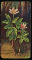 Côte D'Or - Botanica - 1954 - 50 - Anemone, Boschklaproos, Anemoon - Côte D'Or